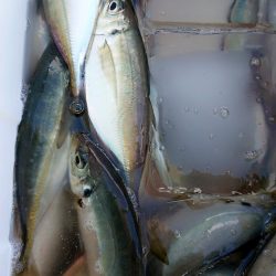 金沢八景鴨下丸 釣果