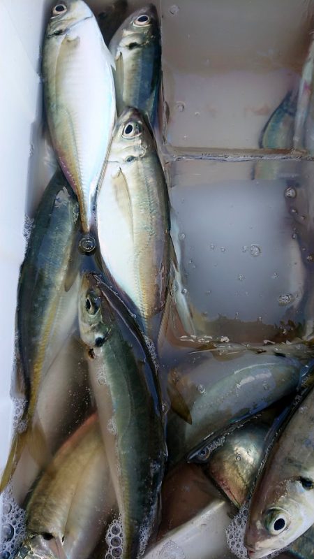 金沢八景鴨下丸 釣果