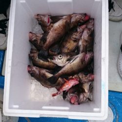 海龍丸（石川） 釣果