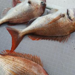 タイラバ遊漁船 ワンピース 釣果