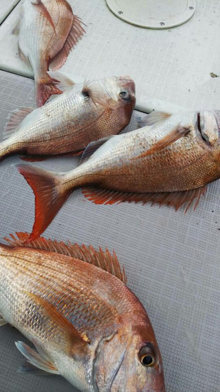 タイラバ遊漁船 ワンピース 釣果