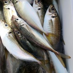 金沢八景鴨下丸 釣果