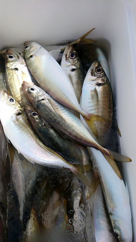 金沢八景鴨下丸 釣果