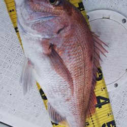 タイラバ遊漁船 ワンピース 釣果