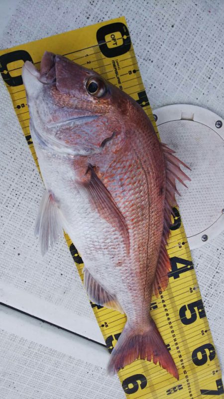 タイラバ遊漁船 ワンピース 釣果