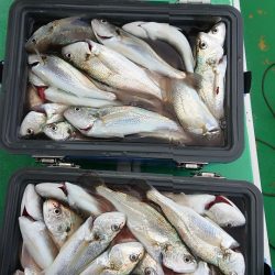 金沢八景鴨下丸 釣果