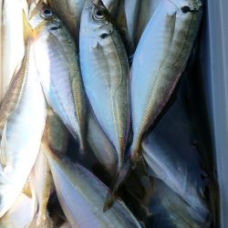 金沢八景鴨下丸 釣果