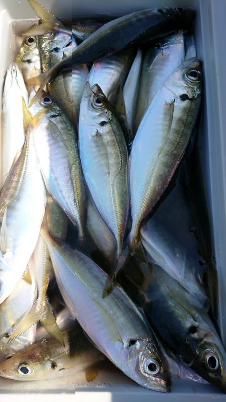 金沢八景鴨下丸 釣果