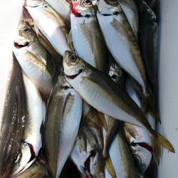 金沢八景鴨下丸 釣果