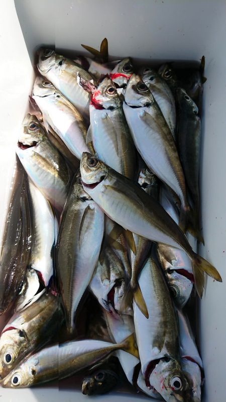 金沢八景鴨下丸 釣果