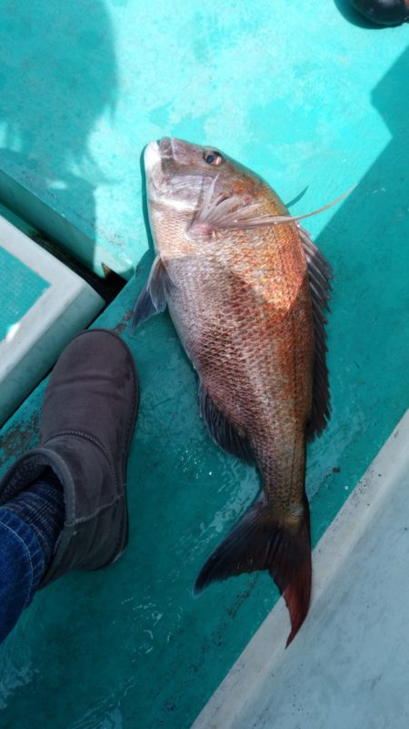 富士丸 釣果