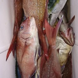 新幸丸 釣果