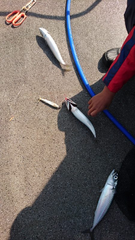 ARCADIAⅡ (アルカディアⅡ) 釣果