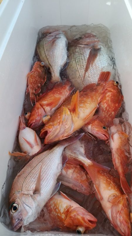 LUSTER『ラスター』 釣果