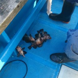 海龍丸（石川） 釣果
