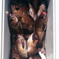 海龍丸（石川） 釣果