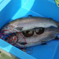 としまえんフィッシングエリア 釣果