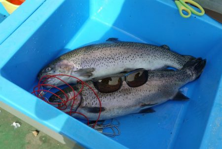 としまえんフィッシングエリア 釣果