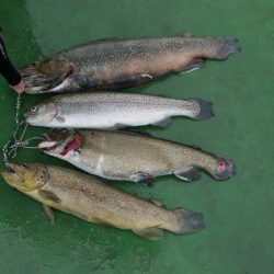 としまえんフィッシングエリア 釣果