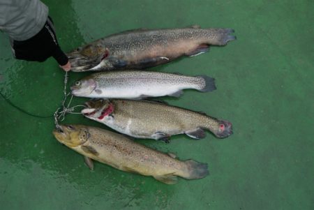 としまえんフィッシングエリア 釣果