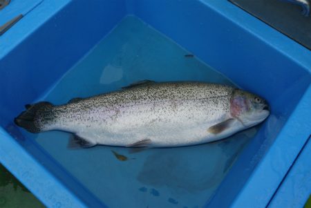 としまえんフィッシングエリア 釣果