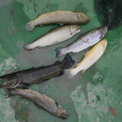 としまえんフィッシングエリア 釣果