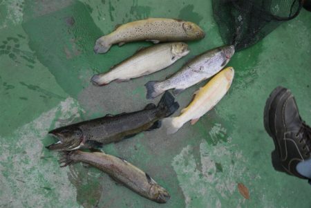 としまえんフィッシングエリア 釣果