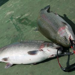 としまえんフィッシングエリア 釣果