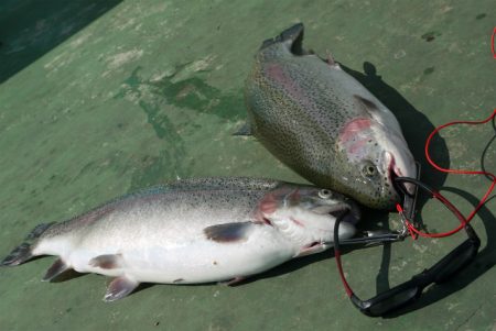 としまえんフィッシングエリア 釣果