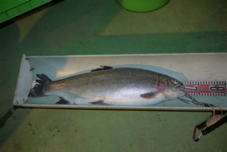 としまえんフィッシングエリア 釣果