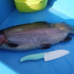 としまえんフィッシングエリア 釣果