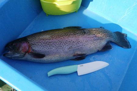 としまえんフィッシングエリア 釣果