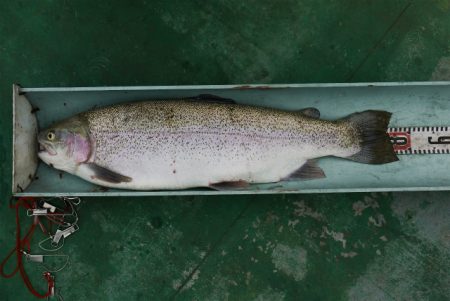 としまえんフィッシングエリア 釣果