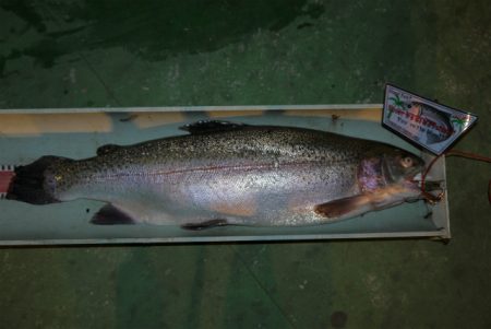 としまえんフィッシングエリア 釣果