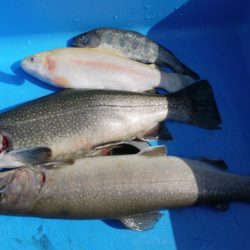 としまえんフィッシングエリア 釣果