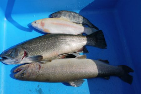 としまえんフィッシングエリア 釣果