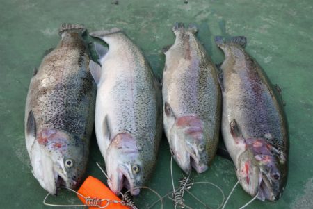 としまえんフィッシングエリア 釣果