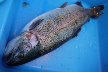 としまえんフィッシングエリア 釣果