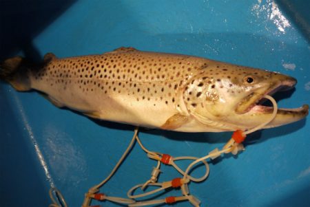 としまえんフィッシングエリア 釣果