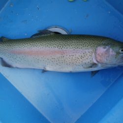 としまえんフィッシングエリア 釣果