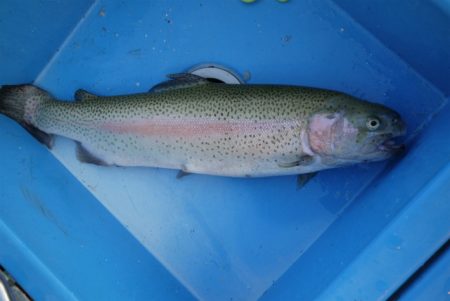 としまえんフィッシングエリア 釣果