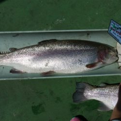 としまえんフィッシングエリア 釣果