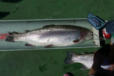 としまえんフィッシングエリア 釣果