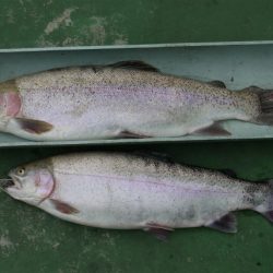 としまえんフィッシングエリア 釣果