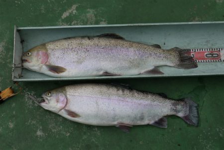 としまえんフィッシングエリア 釣果