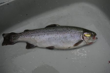 としまえんフィッシングエリア 釣果