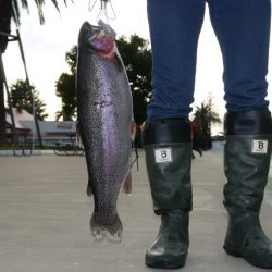 としまえんフィッシングエリア 釣果