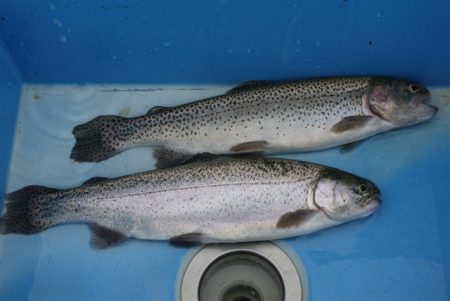 としまえんフィッシングエリア 釣果