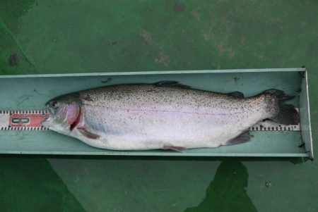 としまえんフィッシングエリア 釣果