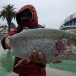 としまえんフィッシングエリア 釣果